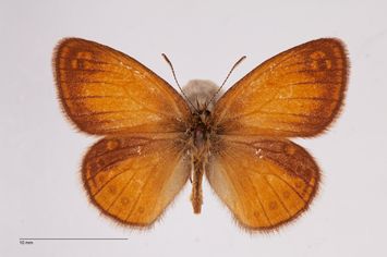 Vorschaubild Coenonympha arcania ab. macrophthalmica Bubacek, 1923